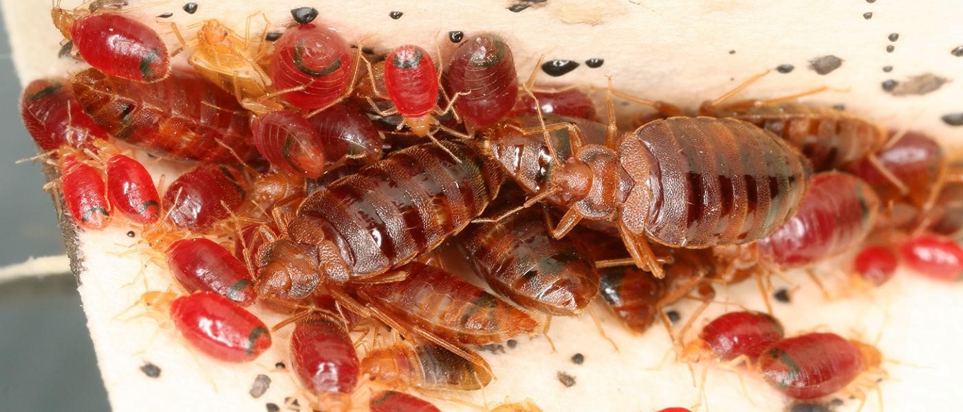 Midcoast Pest and Building Inspections